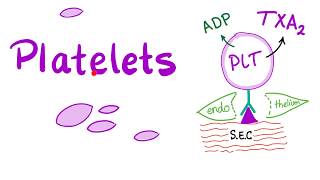 Platelets Thrombocytes  The Cell Pieces that Lack Nucleus  Hematology [upl. by Tizes]