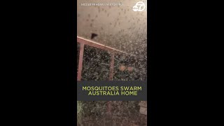 Mosquitoes swarm home in Australia amid heavy rain [upl. by Koy796]