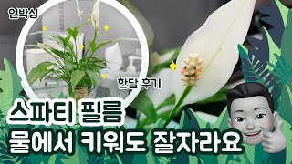 식물 EP1 스파티필름 수경재배물에서 키우기 언박싱 한달동안 꽃피우기  Spathiphyllum hydroponic unboxing  スパティフィラム 水鏡栽培の 開封 [upl. by Deanne]