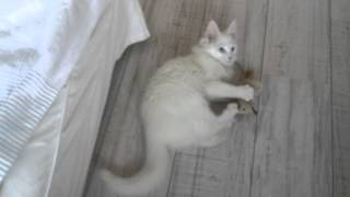 Levi turkish angora cat fetching [upl. by Kcirederf225]