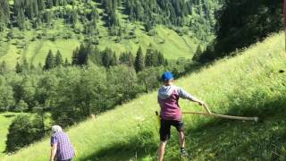 Sensenmähen auf Bergmähdern  Der allererste Grundkurs der Schule der Alm [upl. by Dyan81]