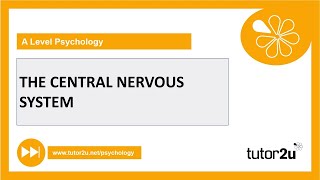 Central Nervous System  Biopsychology  AQA A Level Psychology [upl. by Nalrah]