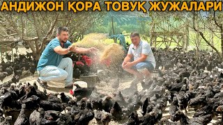 Тухум Ёналишидаги 6000 дона Андижон Қора Товуқ Жўжалари Сотуви Бошланди 2024 товуқ biznes [upl. by Farant858]