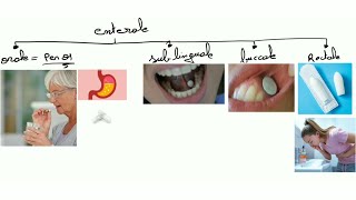 Pharmacologie  voies dadministration [upl. by Ashbaugh]