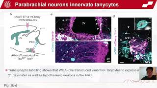 JC131 brainstemhypothalamus neuronal circuit reduces feeding upon heat exposureHuang Shang Yuan [upl. by Khai]