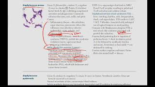 Staphlococci  Microbiology  8  First Aid USMLE in UrduHindi [upl. by Kumagai95]