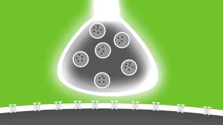 Lights Camera Action Potentials [upl. by Tse]