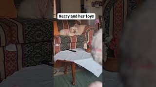 Nessys toys ccto shortvideo fypspotted trendingshorts fypシ viral youtubeshort [upl. by Nafri]