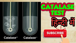 Catalase test bacterial identification in hindi [upl. by Rolyat]