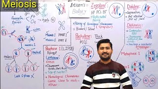 Meiosis Process and stages of Meiosis  meiosis class 12 by irtisams biology [upl. by Korella477]