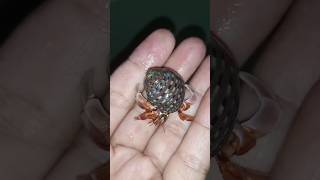 Beautifull Red Rugosus Hermit Crab Hero misteri mistis kelomang keong kelomangdarat animals [upl. by Nivlen]