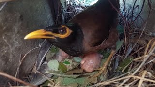 Common myna Birds Feed the baby in the nest well  6  Review Bird Nest [upl. by Alvie664]