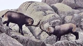 Cabras en La Pedriza [upl. by Azeel]