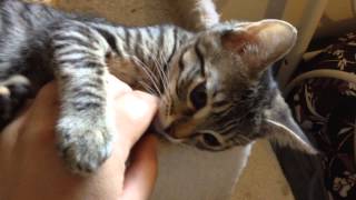 Brown tabby kitten squeaks and yawns [upl. by Turro28]