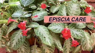 EPISCIA plant care How to care for EPISCIASHOMESCAPES [upl. by Auria]