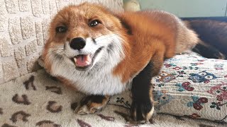 Excited Fox Noises  Fox Laughing and Squeaking [upl. by Evangelina]