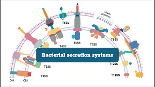 Unveiling Bacterial Secretions Understanding the Role of Secretion Systems in Plant Disease [upl. by Alyehc320]