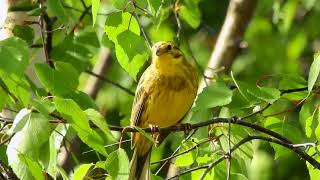 Gulspurv sang Braskereidfoss Yellowhammer call song singing Emberiza citrinella coolpix p900 [upl. by Moss]