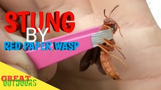 Stung by Polestes Carolina RED PAPER WASP STING [upl. by Publea503]