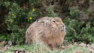 Brown Hare [upl. by Adaha616]