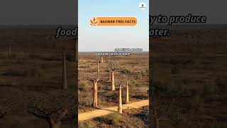 Baobab Tree Facts shorts facts randomfacts factshorts baobabtree [upl. by Papotto]