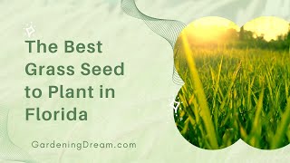 The Best Grass Seed to Plant in Florida [upl. by Gnep]