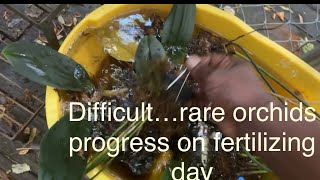 Difficult rare orchids I progress on fertilizing day orchidplant fragrantorchids orchidculture [upl. by Annoed]