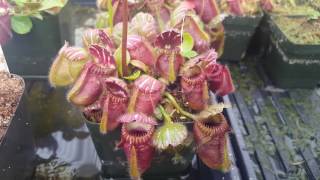 Cephalotus follicularis in flower [upl. by Nyrual]