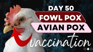 Day 50  Chicken Fowl Pox  Avian pox Treatment  Prevention  Fowl Pox Vaccine  Chicken Farming [upl. by Nester]