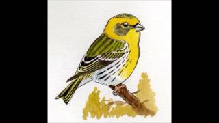 APPRENDRE LES CHANTS DOISEAUX  18 Le Serin cini [upl. by Ecinerev]