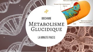 Biochimie  Métabolisme glucidique [upl. by Suivart]