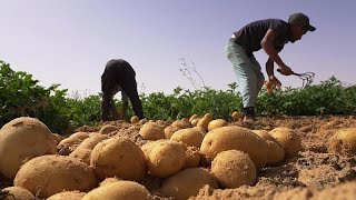 Le Sahara algérien véritable pôle agricole international [upl. by Ajnin]