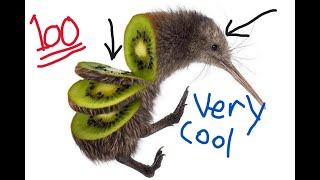 Why I love kiwi birds so heavily [upl. by Toshiko]