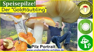 Pilzportrait  Der Goldtäubling seltene amp essbare Speisepilze im Pilz Portrait [upl. by Fonseca]