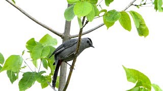 Listen to the Gray Catbird [upl. by Eustace763]