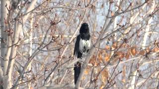 Black Billed Magpie [upl. by Enorahs441]