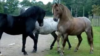 New Forest Pony Stallions 2007 v2 [upl. by Cheatham961]