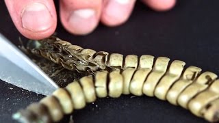 Whats Inside A Rattlesnake Rattle Close Up [upl. by Arannahs]