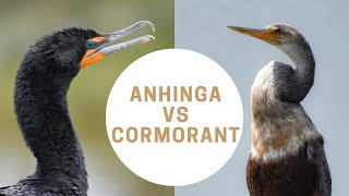 Anhinga vs Cormorant  Anhinga or Cormorant  Snakebird [upl. by Stryker]