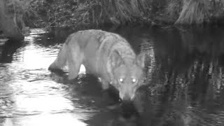 Lobo ibérico Canis lupus signatus bebe agua mientras cruza un río al amanecer 190191 [upl. by Waynant]