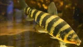 Black banded Leporinus Leporinus fasciatus 20cm [upl. by Armillia]