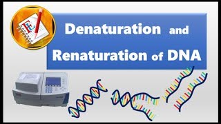 Protein Denaturation  Quick Explanation [upl. by Redfield61]