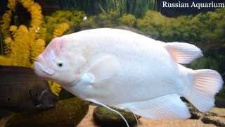 Giant gourami Osphronemus goramy Гурами настоящий [upl. by Eltsyrc]