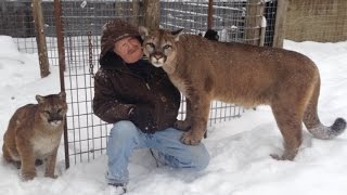 Mauled by Cougar Max and Genevieve in Michigans Upper Peninsula [upl. by Roinuj]