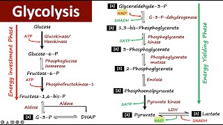 Glycolysis  Carbohydrate Metabolism  Biochemistry [upl. by Lebana]