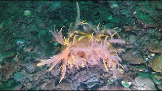 Giant Nudibranch Invasion February 19 2024 [upl. by Kostival]