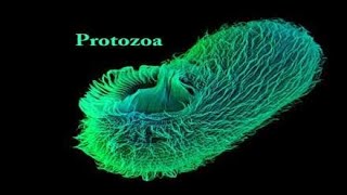 Phylum protozoa [upl. by Hsan859]