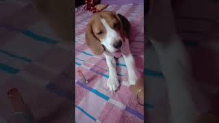 Dekho kemon amar pechone lagche 🐩❤goofy the cute beagle ❤ [upl. by Byers]