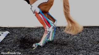 Equine Biomechanics The Lower Limb in Action [upl. by Senskell43]