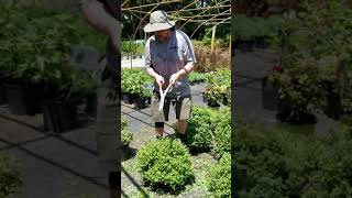 How to Prune Spirea flowering plants from Settlemyre Nursery [upl. by Rennie]